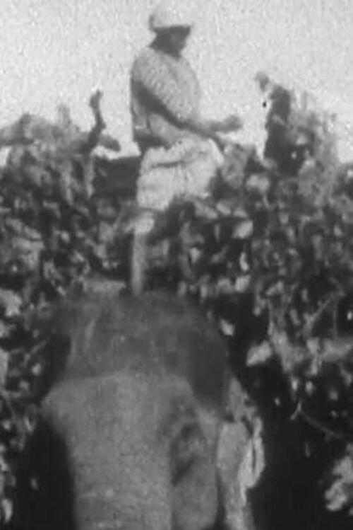 Indian Elephants in the Service of Man (1938) İzle