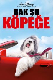 Bak Şu Köpeğe (2006) İzle